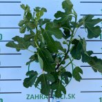 Figovník (Ficus carica) ´BROWN TURKEY´ - výška: 150-180 cm, obvod kmeňa: 4/6 cm, kont. C6L - NA KMIENKU (-20°C)